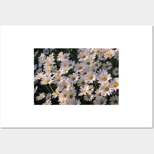 Shasta Daisy Posters and Art